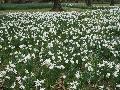 Thalia Narcissus / Narcissus triandrus ‘Thalia’ 